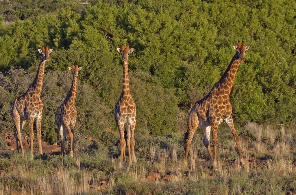 Lemoenfontein Pension Beaufort Wes Buitenkant foto